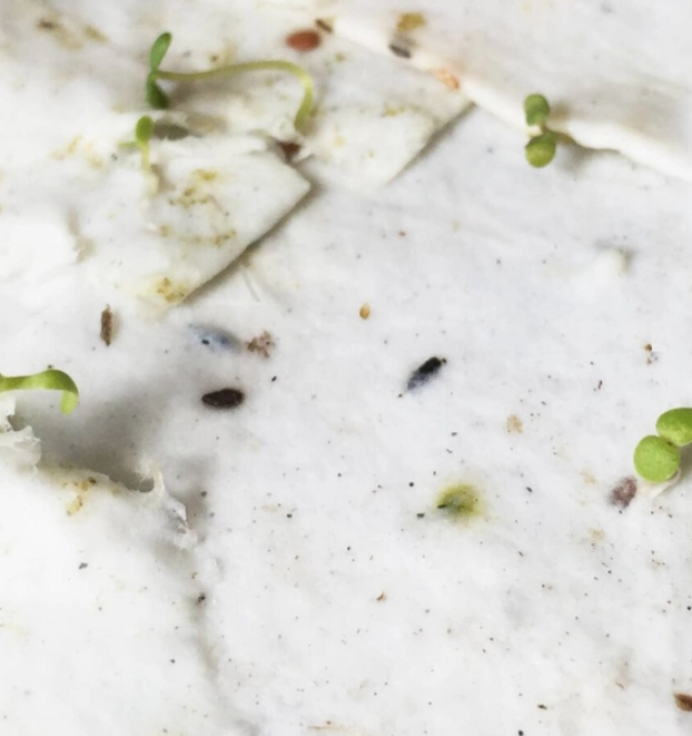 "You are Bee-loved" - Plantable Greeting Card