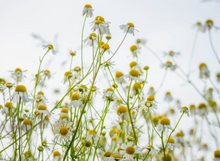 Load image into Gallery viewer, Bravery Growing Wild and Free - Plantable Greeting Card
