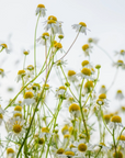 Bravery Growing Wild and Free - Plantable Greeting Card